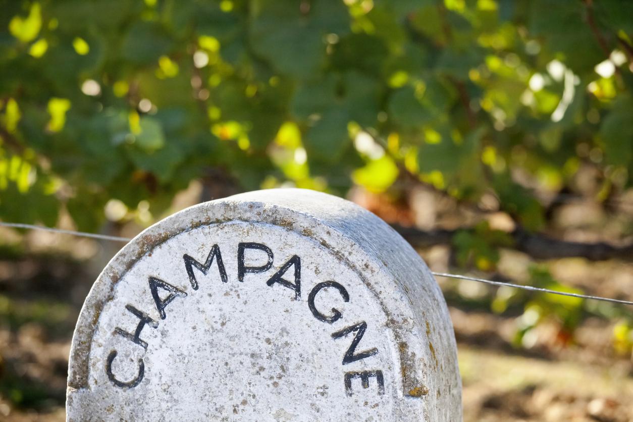 Lær alt om champagne av en proff_image