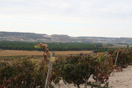 Eksklusive viner fra Ribeira del Duero og Castilla y Leon_image