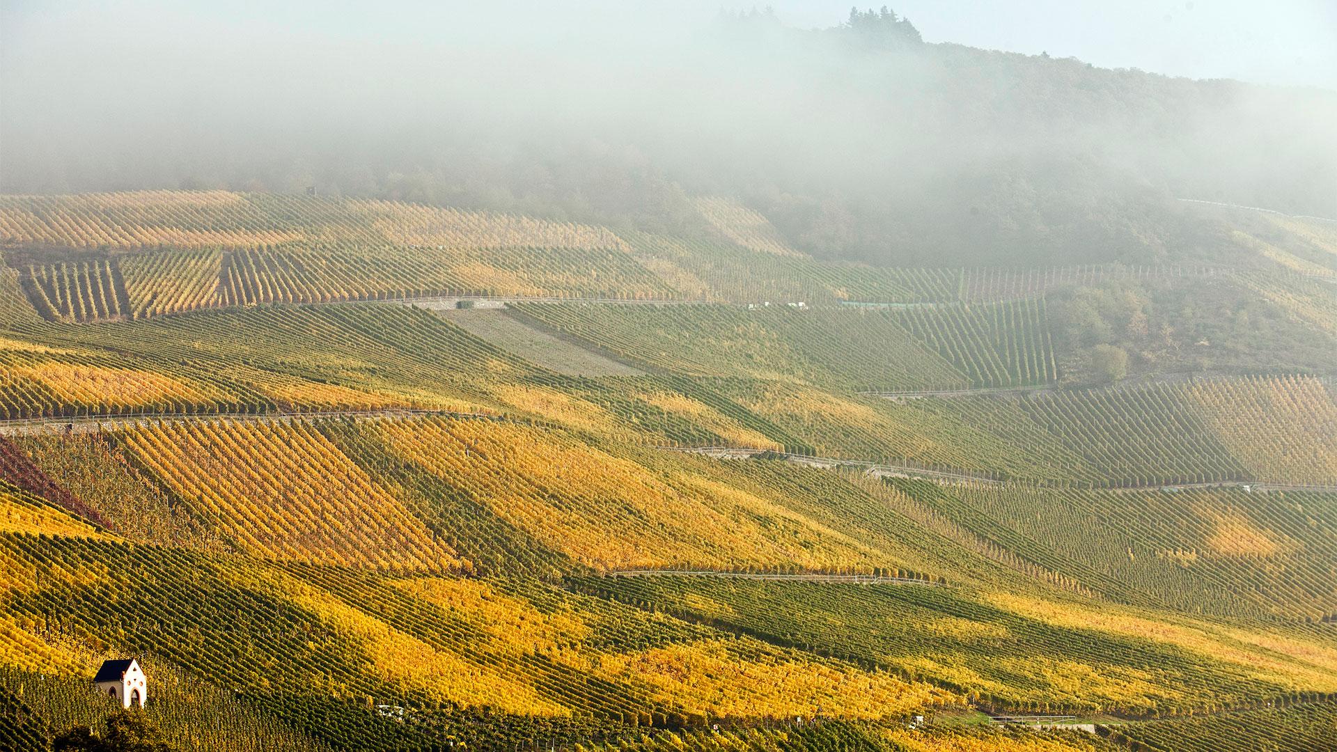 Vinsmaking med Weingut import_image